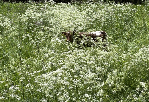 22-05-29 12-56-27 0969